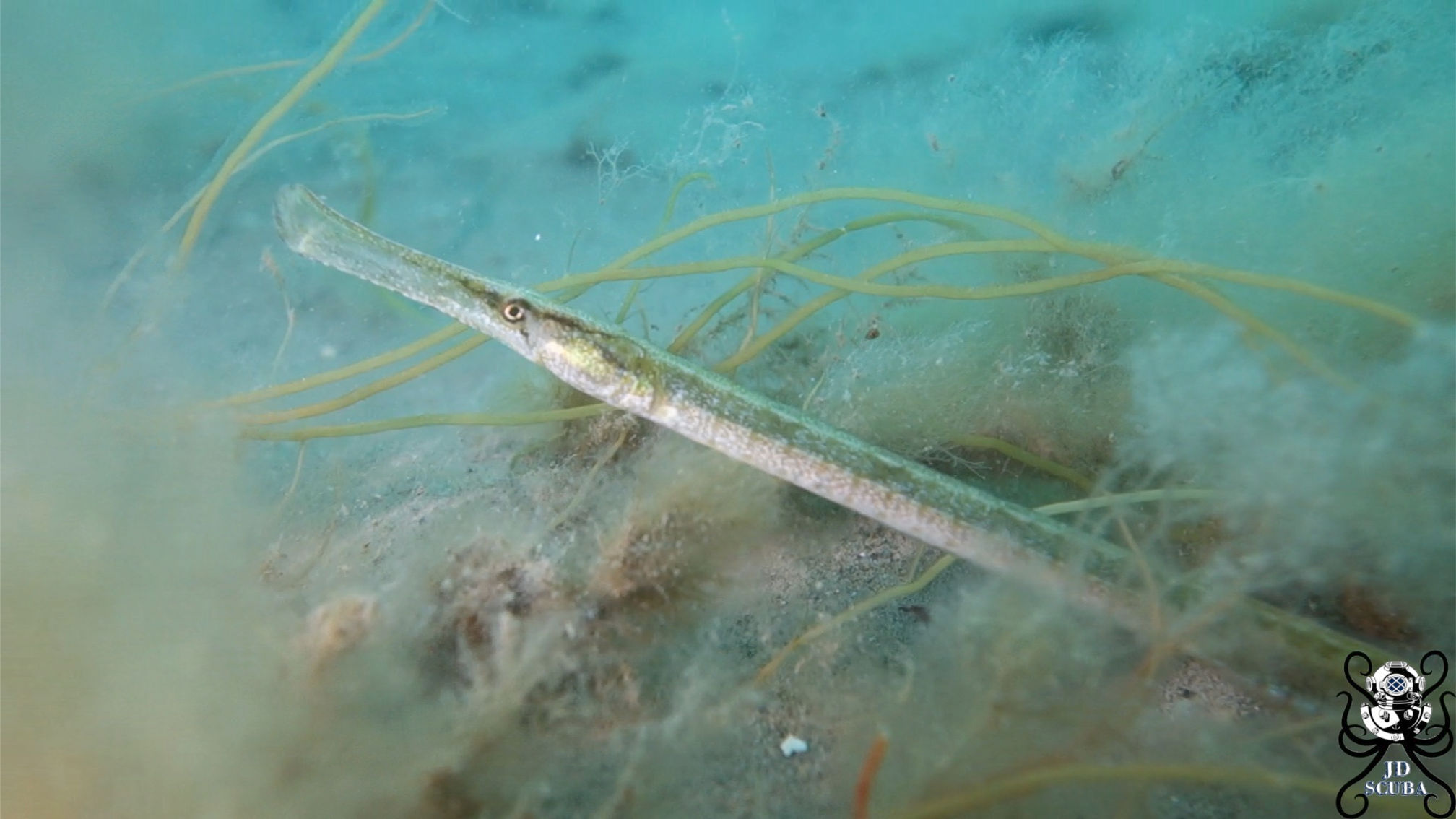 Broadnosed Pipefish (Syngnathus typhle)